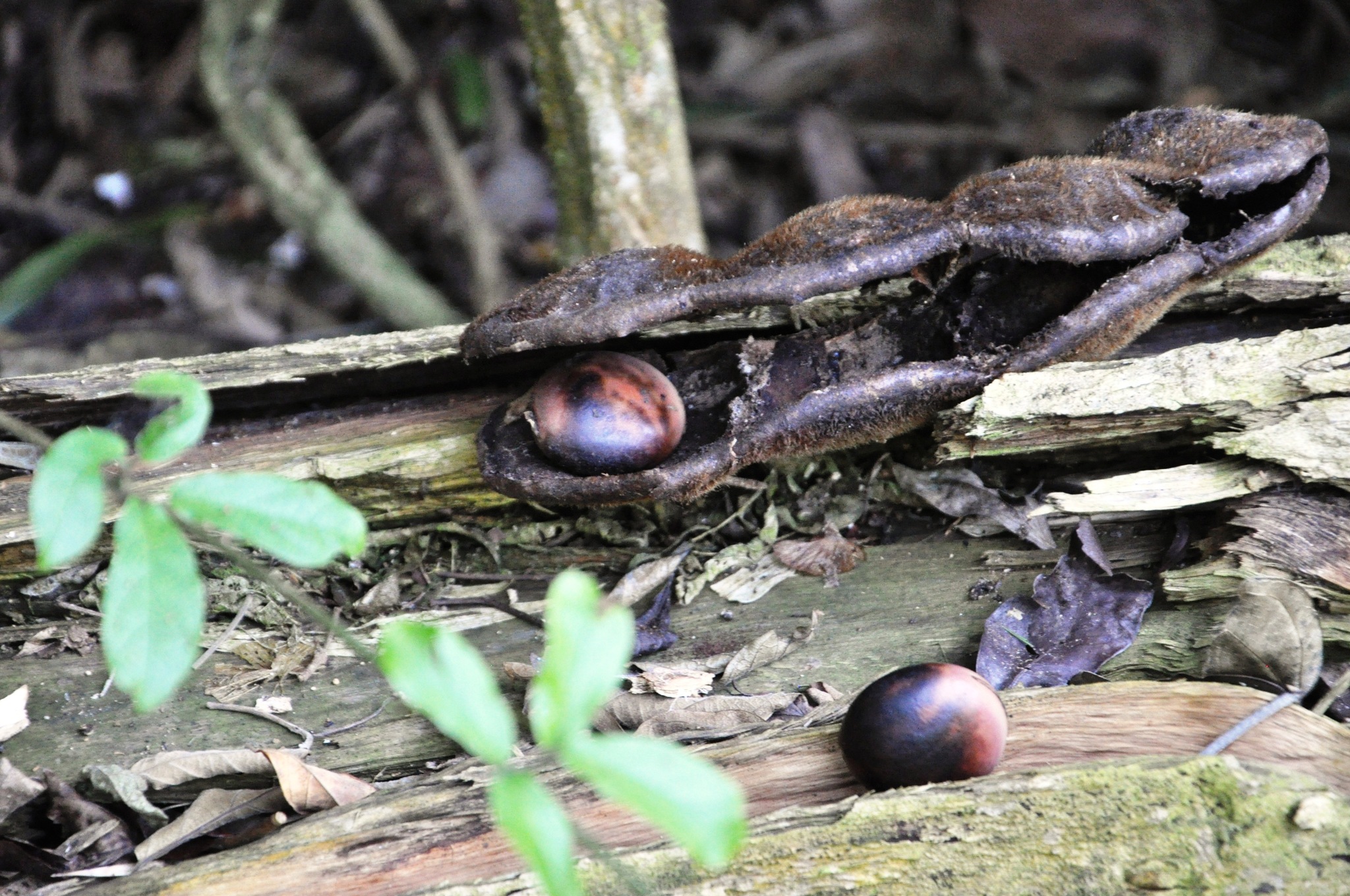 Mucuna pruriens