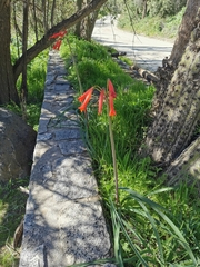 Phycella cyrtanthoides