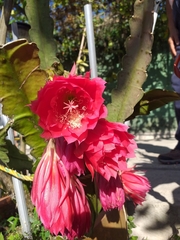 Disocactus ackermannii