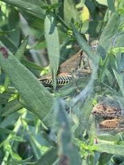 Melanoplini