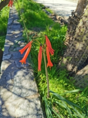 Phycella cyrtanthoides