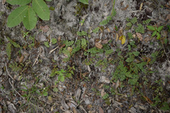 Cheilanthes nudiuscula