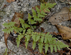 Cheilanthes nudiuscula