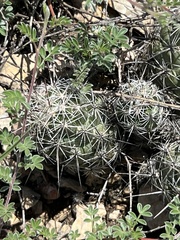 Neolloydia conoidea