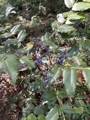 Berberis nervosa