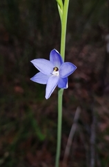 Thelymitra ixioides