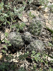 Neolloydia conoidea