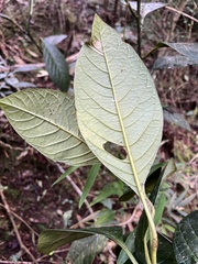Solanum humboldtianum