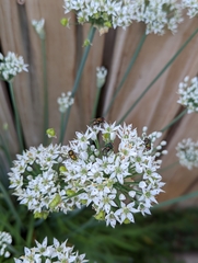 Allium tuberosum