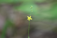 Agrimonia rostellata