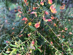 Bossiaea cinerea