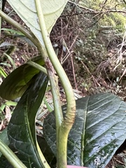 Solanum humboldtianum