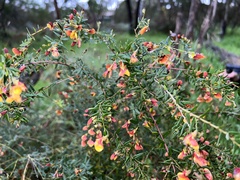 Bossiaea cinerea