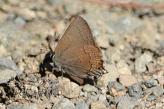 Satyrium saepium
