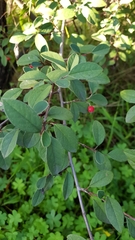 Cotoneaster pannosus