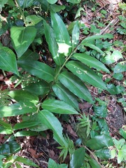 Alpinia flabellata