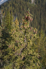 Picea engelmannii