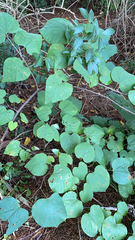 Menispermum canadense