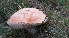 Russula compacta