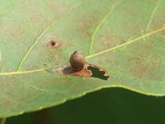 Caryomyia viscidolium