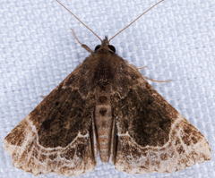 Hypena abalienalis