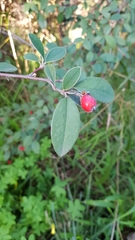 Cotoneaster pannosus