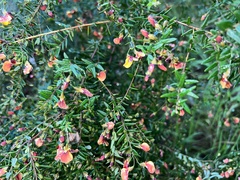 Bossiaea cinerea