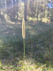 Phleum pratense