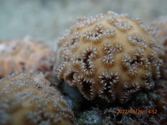 Palythoa tuberculosa