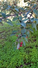 Cotoneaster pannosus