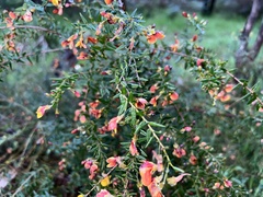 Bossiaea cinerea