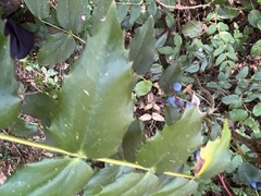 Berberis nervosa