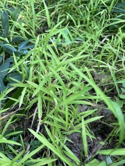 Leersia