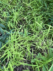 Leersia