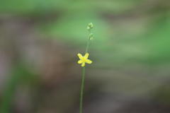 Agrimonia rostellata