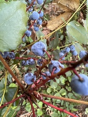 Berberis nervosa