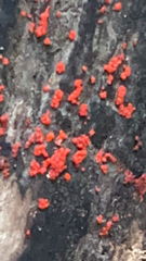 Amphilogia gyrosa