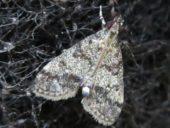 Dolicharthria bruguieralis