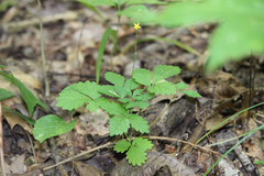 Agrimonia rostellata