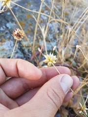 Allium geyeri tenerum