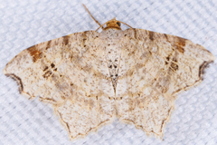 Macaria bisignata