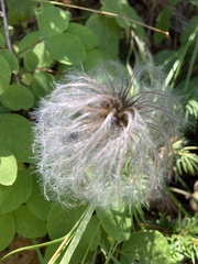 Clematis hirsutissima