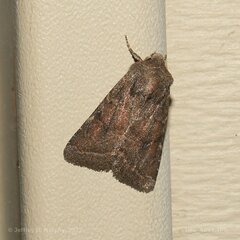 Eriopygini