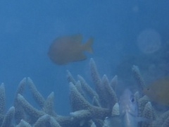 Pomacentrus moluccensis