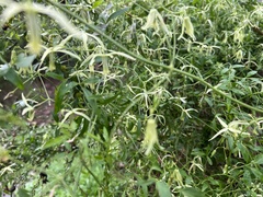 Clematis microphylla