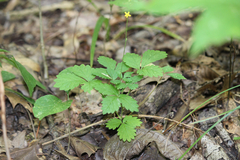 Agrimonia rostellata