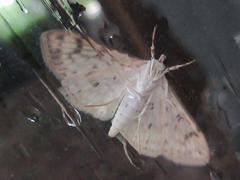 Haritalodes derogata