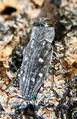 Chrysobothris octocola
