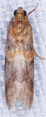 Acrobasis angusella
