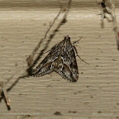 Evergestis subterminalis